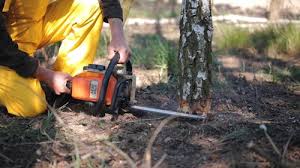 Best Lawn Renovation and Restoration  in Charlotte, TX