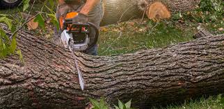 Best Artificial Turf Installation  in Charlotte, TX