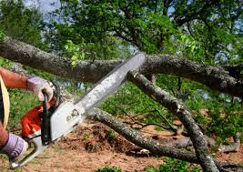 Best Emergency Tree Removal  in Charlotte, TX
