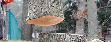Best Firewood Processing and Delivery  in Charlotte, TX